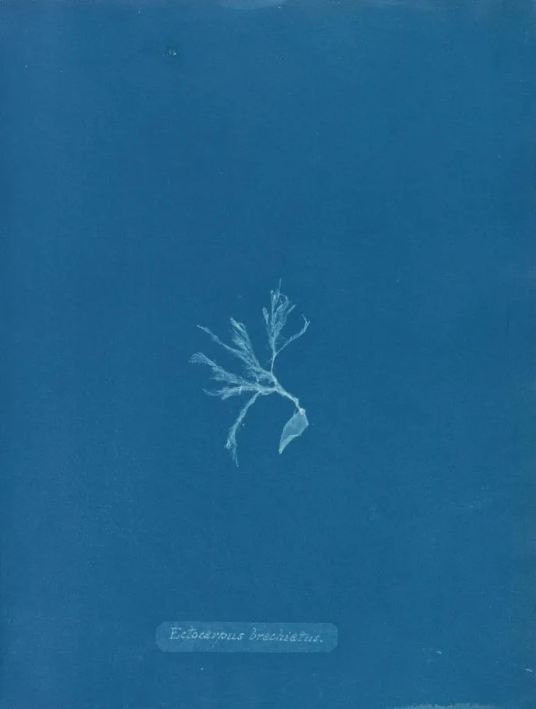 Obraz Ectocarpus brachiatus - Anna Atkins | Druk artystyczny