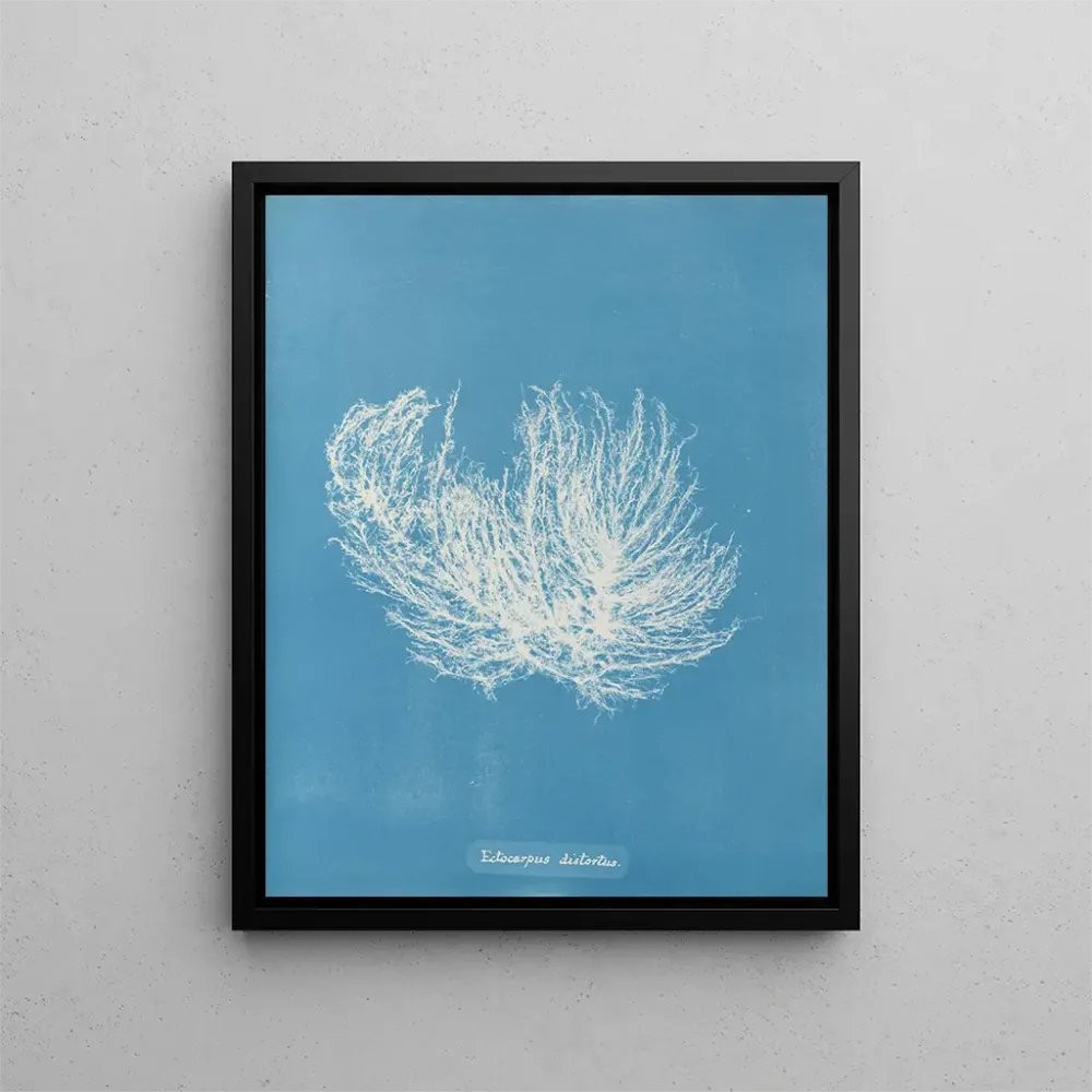 Obraz Ectocarpus distortionus - Anna Atkins | Druk artystyczny