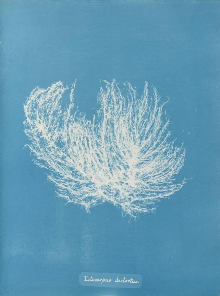 Obraz Ectocarpus distortionus - Anna Atkins | Druk artystyczny