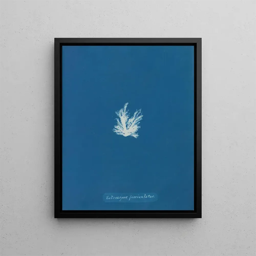 Obraz Ectocarpus fasciculatus - Anna Atkins | Druk artystyczny