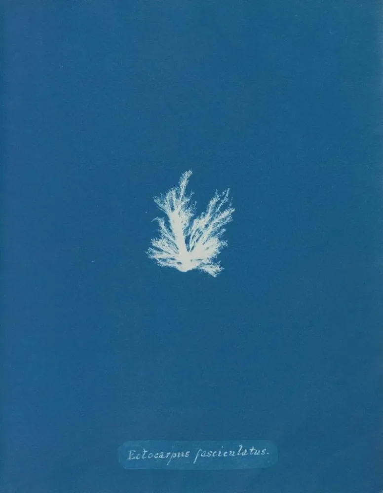 Obraz Ectocarpus fasciculatus - Anna Atkins | Druk artystyczny