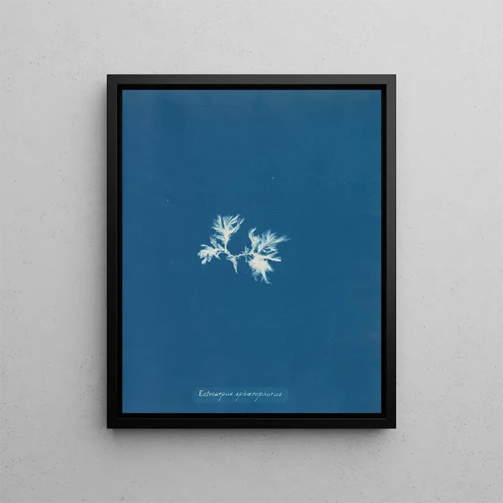 Obraz Ectocarpus sphaerophorus - Anna Atkins | Druk artystyczny