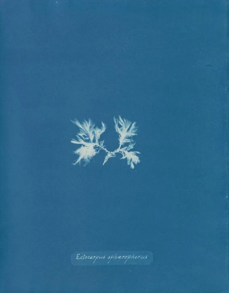 Obraz Ectocarpus sphaerophorus - Anna Atkins | Druk artystyczny