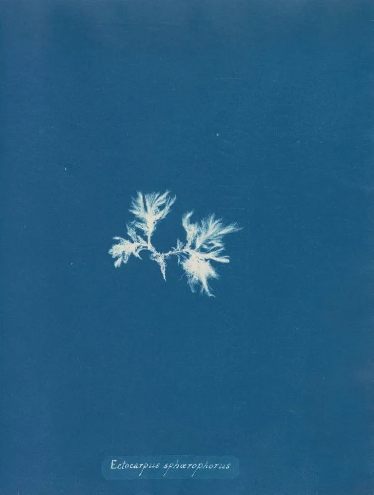 Obraz Ectocarpus sphaerophorus - Anna Atkins | Druk artystyczny