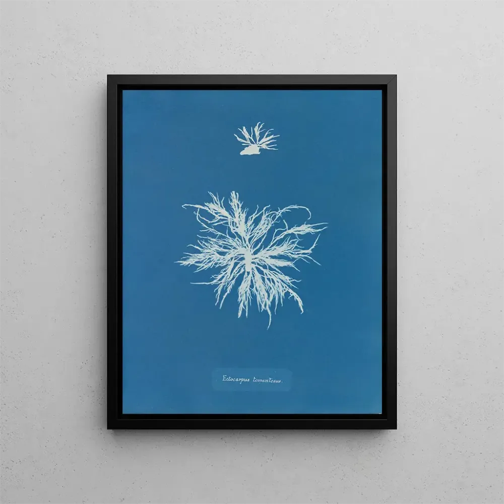 Obraz Ectocarpus tomentosus - Anna Atkins | Druk artystyczny