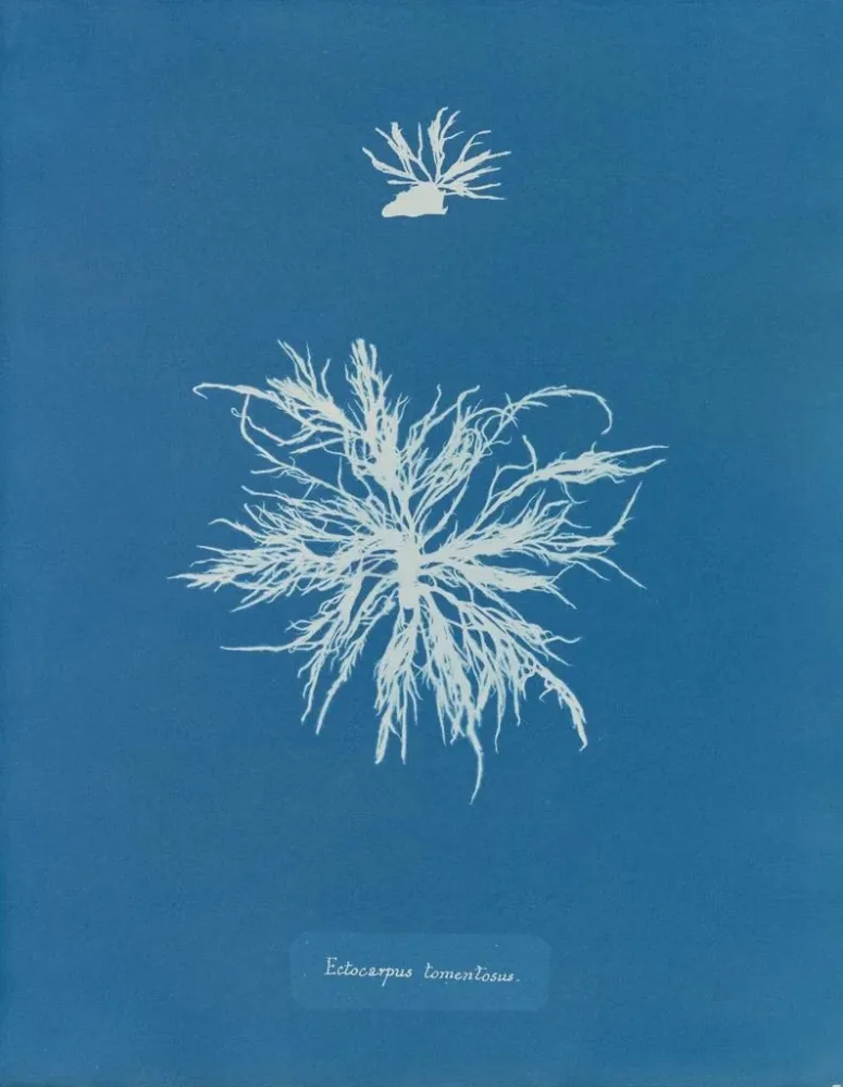 Obraz Ectocarpus tomentosus - Anna Atkins | Druk artystyczny