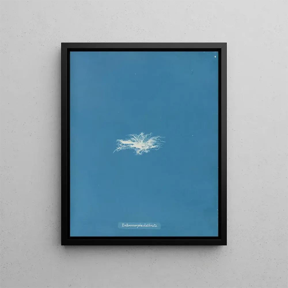 Obraz Enteromorpha clathrata - Anna Atkins | Druk artystyczny