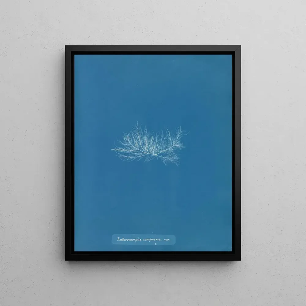 Obraz Enteromorpha compressa var. - Anna Atkins | Druk artystyczny