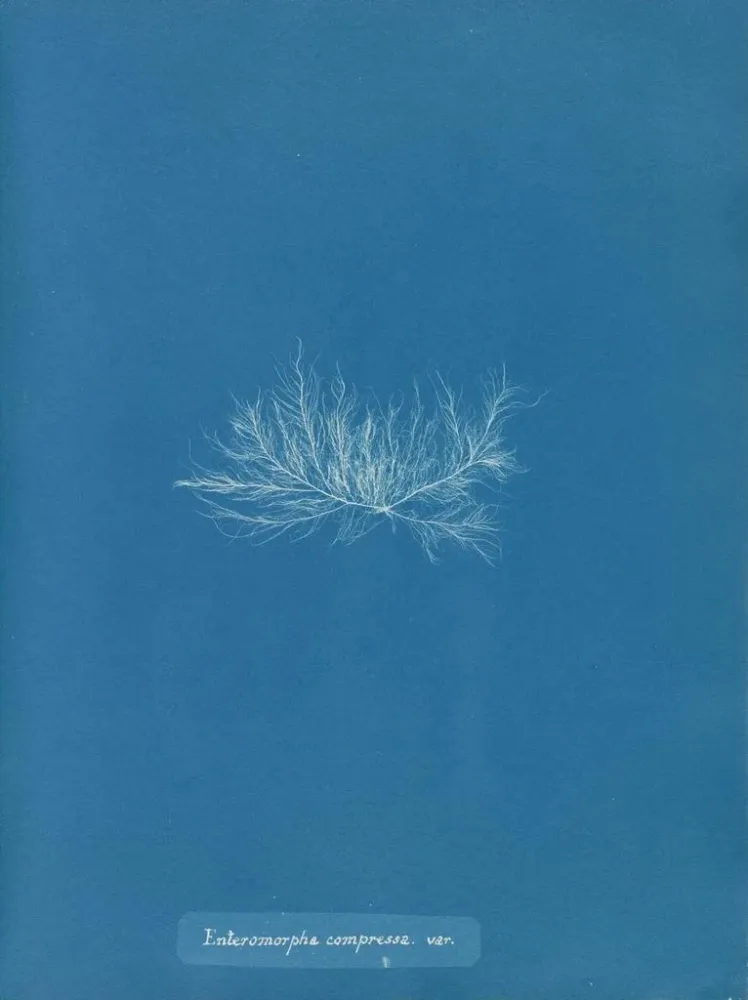 Obraz Enteromorpha compressa var. - Anna Atkins | Druk artystyczny
