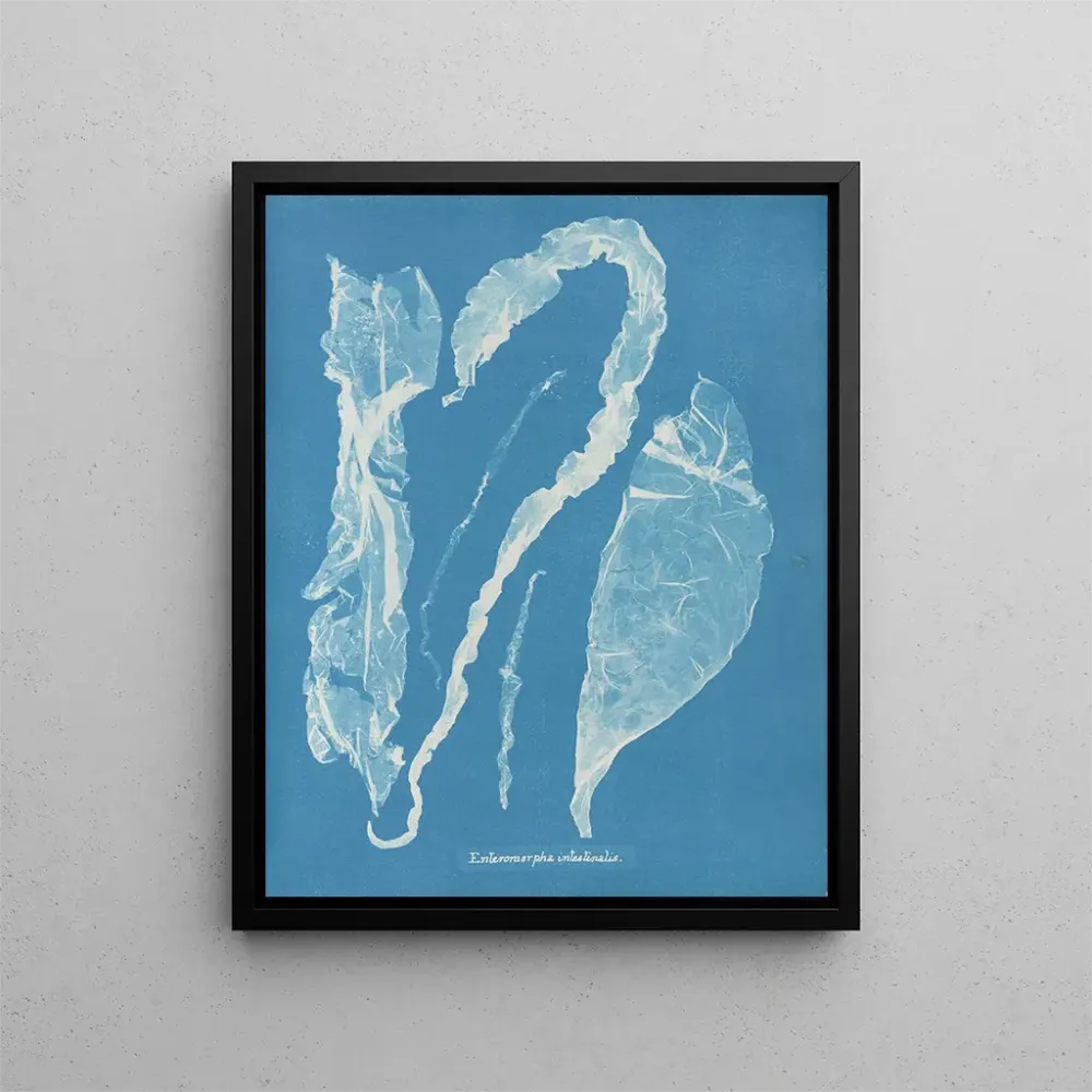 Obraz Enteromorpha intestinalis - Anna Atkins | Druk artystyczny