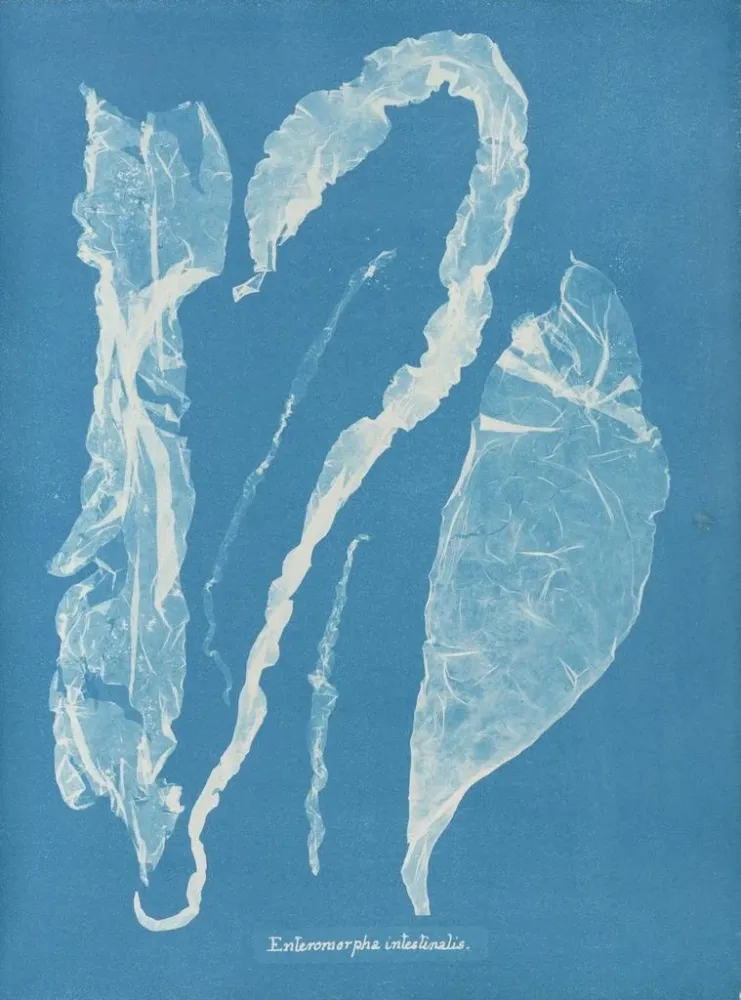 Obraz Enteromorpha intestinalis - Anna Atkins | Druk artystyczny