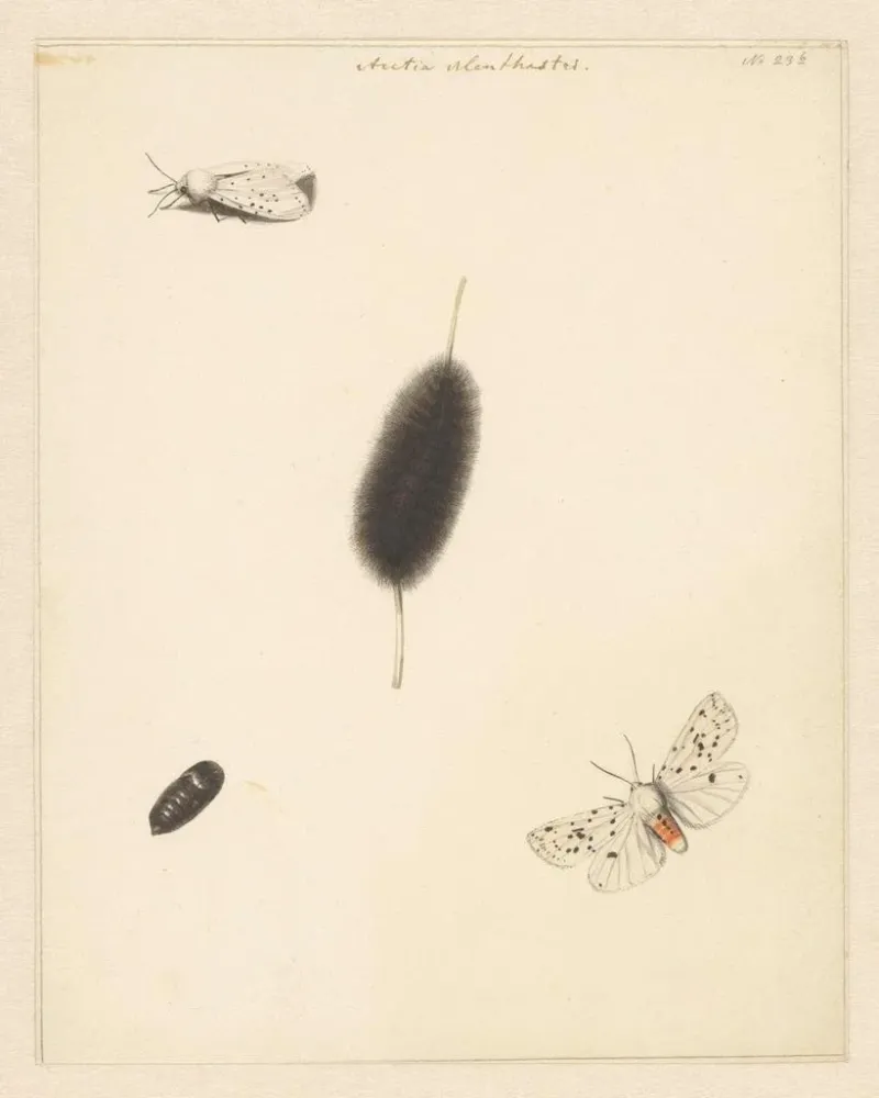 Obraz Fiche d'étude avec cocon de chenille et papillon aux ailes déployées de l'Aretia Menthastri - Albertus Steenbergen |...