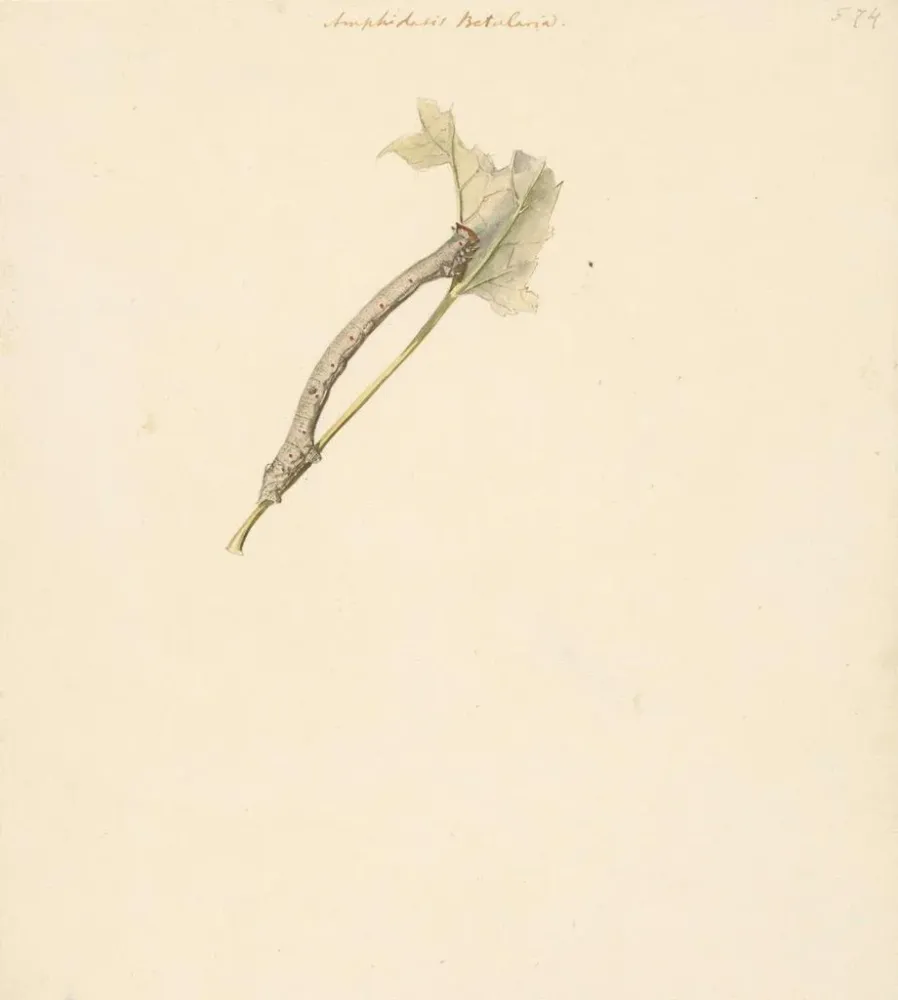 Obraz Fiche d'étude sur la chenille Amphidasis Betularia - Albertus Steenbergen | Druk artystyczny