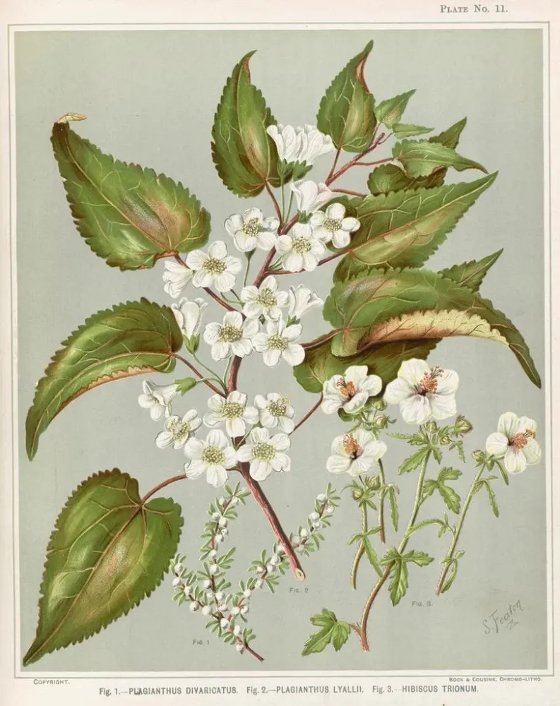 Obraz Fig 1 Plagianthus divaricatus Fig 2 Plagianthus lyallii Fig 3 Hibiscus trionum - Sarah Featon | Druk artystyczny