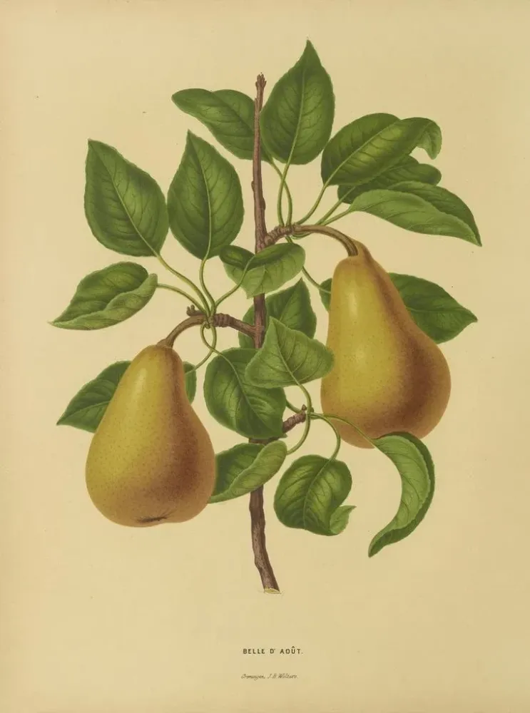 Obraz Flore holenderska i Pomona PL19 - Abraham Jacobus Wendel | Druk artystyczny