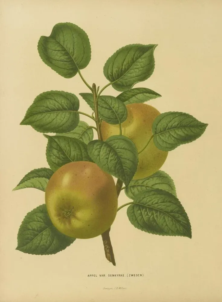 Obraz Flore holenderska i Pomona PL27 - Abraham Jacobus Wendel | Druk artystyczny