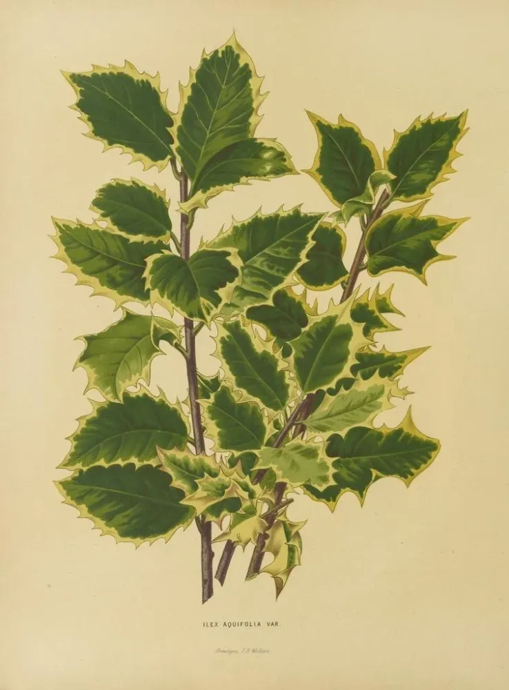 Obraz Flore hollandaise et Pomone 18 - Abraham Jacobus Wendel | Druk artystyczny