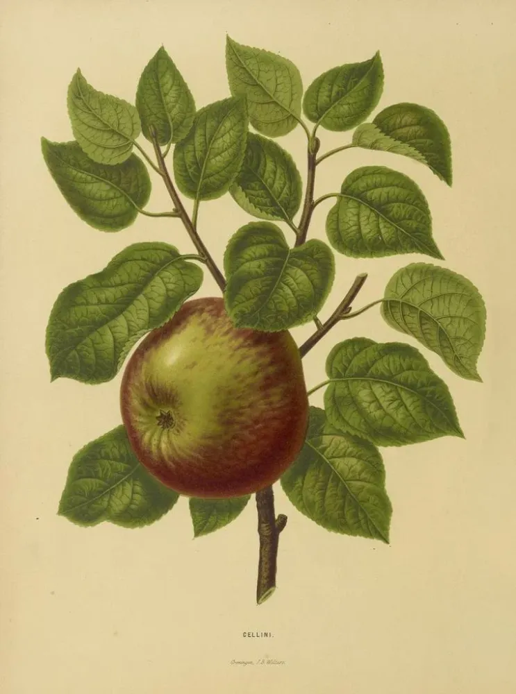 Obraz Flore hollandaise et Pomone PL20 - Abraham Jacobus Wendel | Druk artystyczny