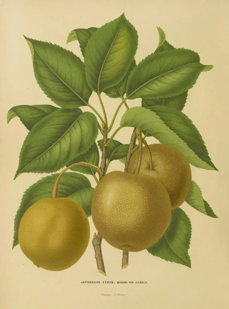Obraz Flore hollandaise et Pomone PL21 - Abraham Jacobus Wendel | Druk artystyczny