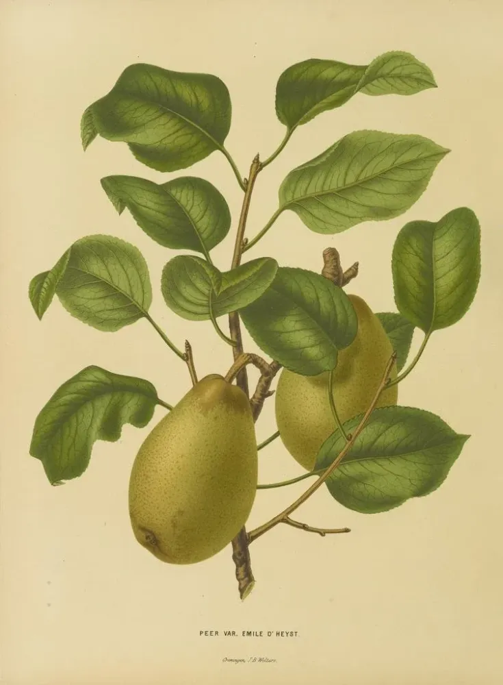 Obraz Flore hollandaise et Pomone PL25 - Abraham Jacobus Wendel | Druk artystyczny