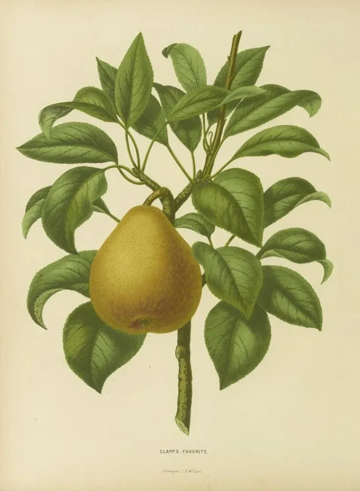 Obraz Flore hollandaise et Pomone PL28 - Abraham Jacobus Wendel | Druk artystyczny