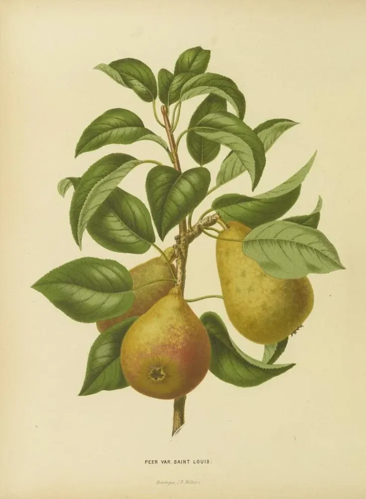 Obraz Flore hollandaise et Pomone PL33 - Abraham Jacobus Wendel | Druk artystyczny