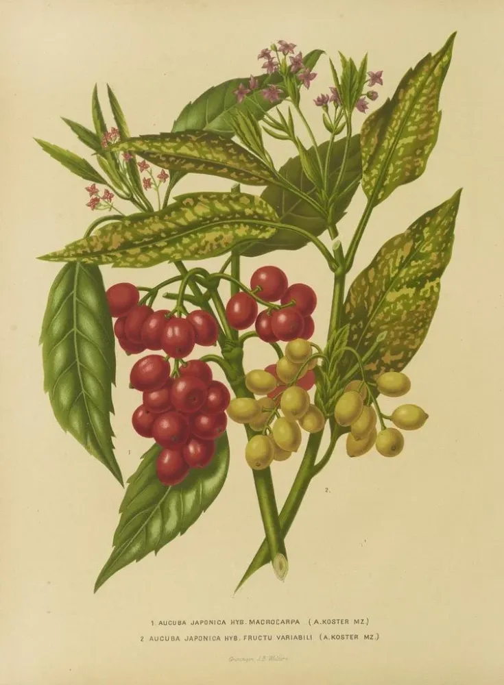 Obraz Flore hollandaise et Pomone PL34 - Abraham Jacobus Wendel | Druk artystyczny