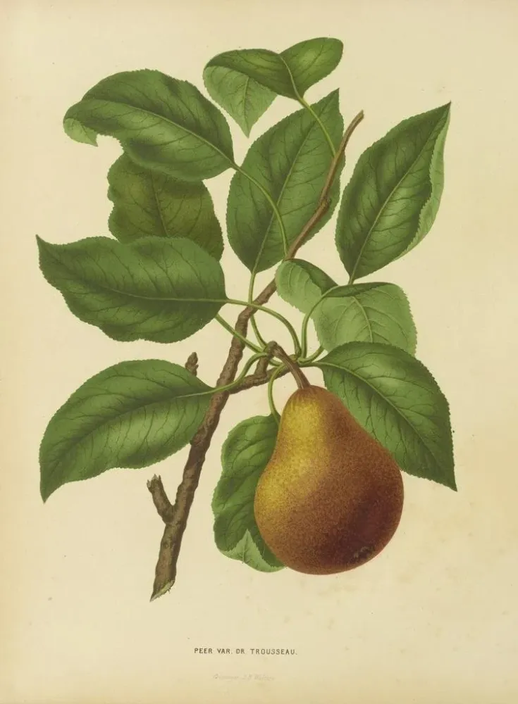 Obraz Flore hollandaise et Pomone PL37 - Abraham Jacobus Wendel | Druk artystyczny