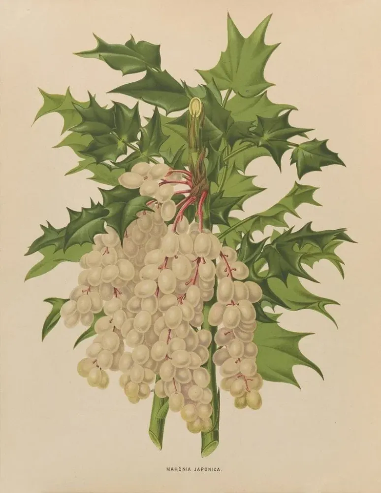 Obraz Flore hollandaise et Pomone PL41 - Abraham Jacobus Wendel | Druk artystyczny