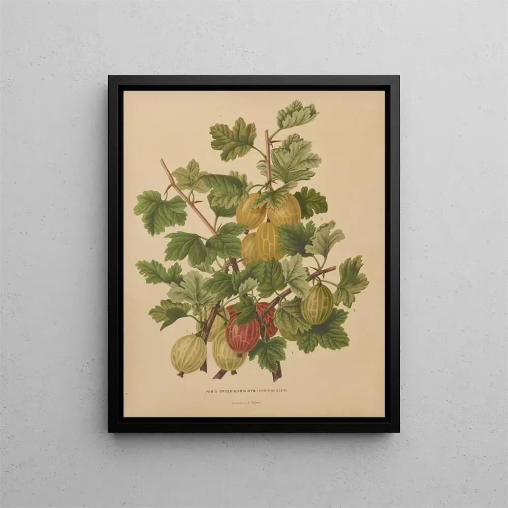 Obraz Flore hollandaise et Pomone PL47 - Abraham Jacobus Wendel | Druk artystyczny