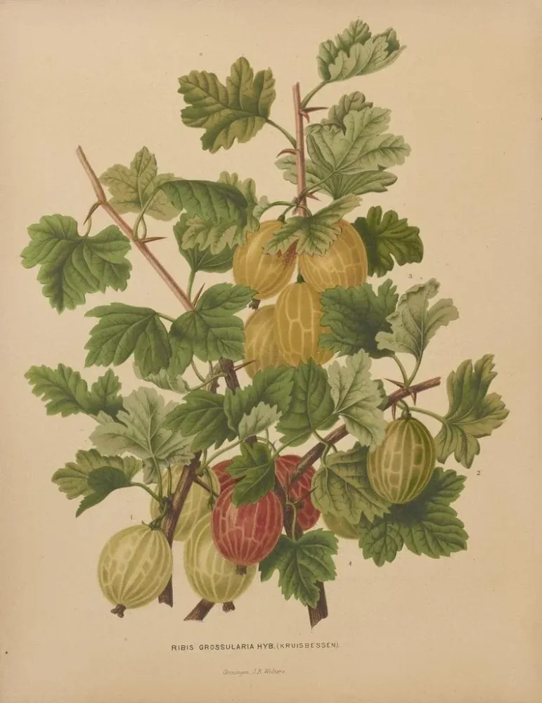 Obraz Flore hollandaise et Pomone PL47 - Abraham Jacobus Wendel | Druk artystyczny