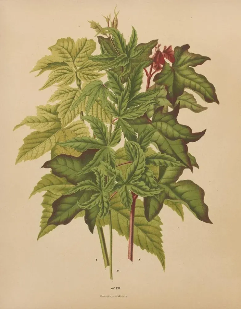 Obraz Flore hollandaise et Pomone PL53 - Abraham Jacobus Wendel | Druk artystyczny