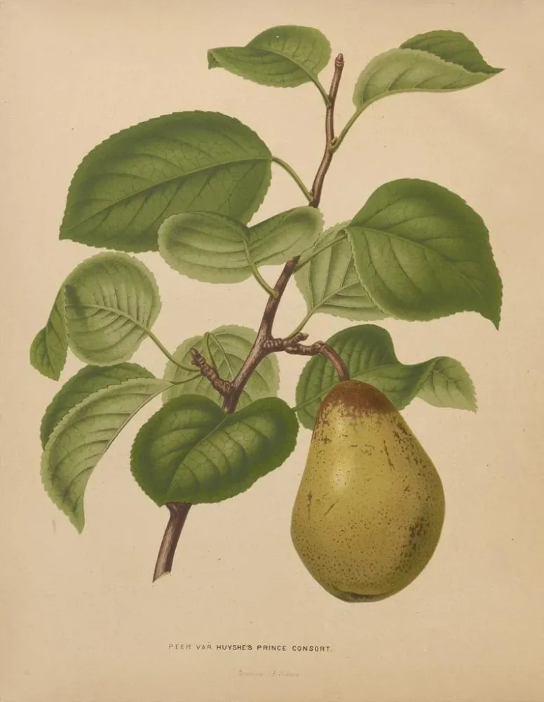 Obraz Flore hollandaise et Pomone PL55 - Abraham Jacobus Wendel | Druk artystyczny