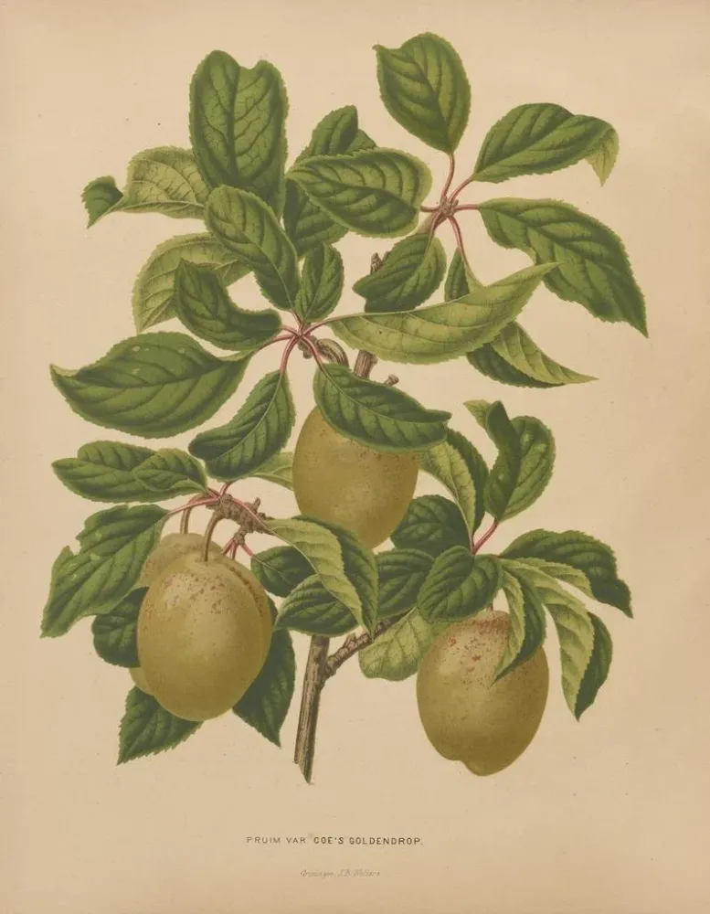 Obraz Flore hollandaise et Pomone PL57 - Abraham Jacobus Wendel | Druk artystyczny
