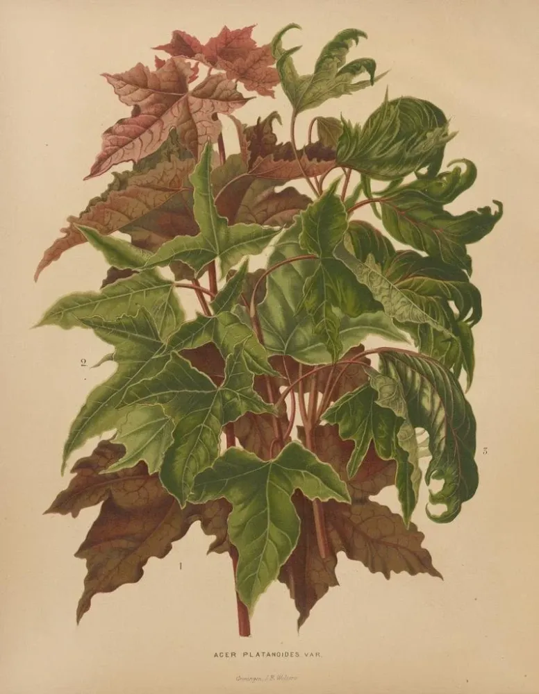 Obraz Flore hollandaise et Pomone PL58 - Abraham Jacobus Wendel | Druk artystyczny