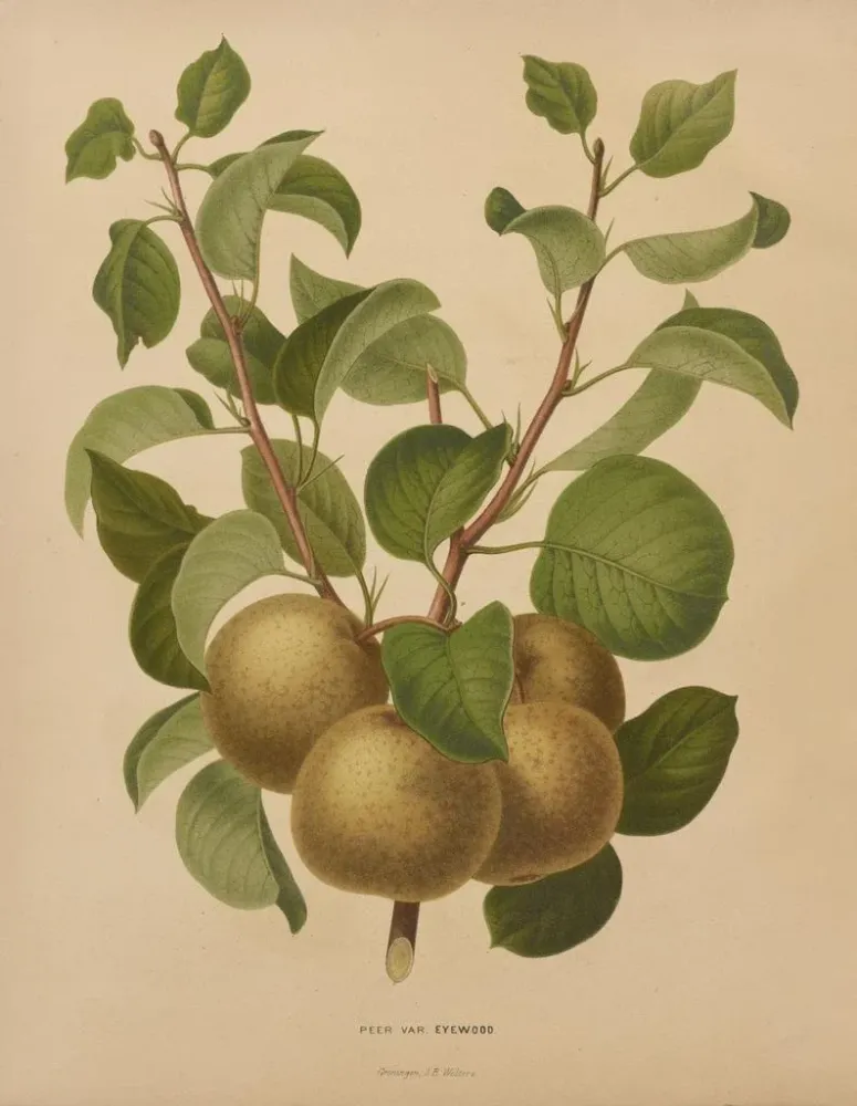 Obraz Flore hollandaise et Pomone PL63 - Abraham Jacobus Wendel | Druk artystyczny