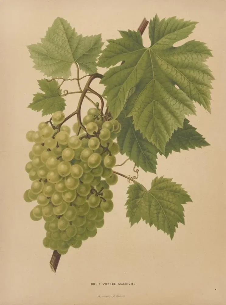 Obraz Flore hollandaise et Pomone PL65 - Abraham Jacobus Wendel | Druk artystyczny