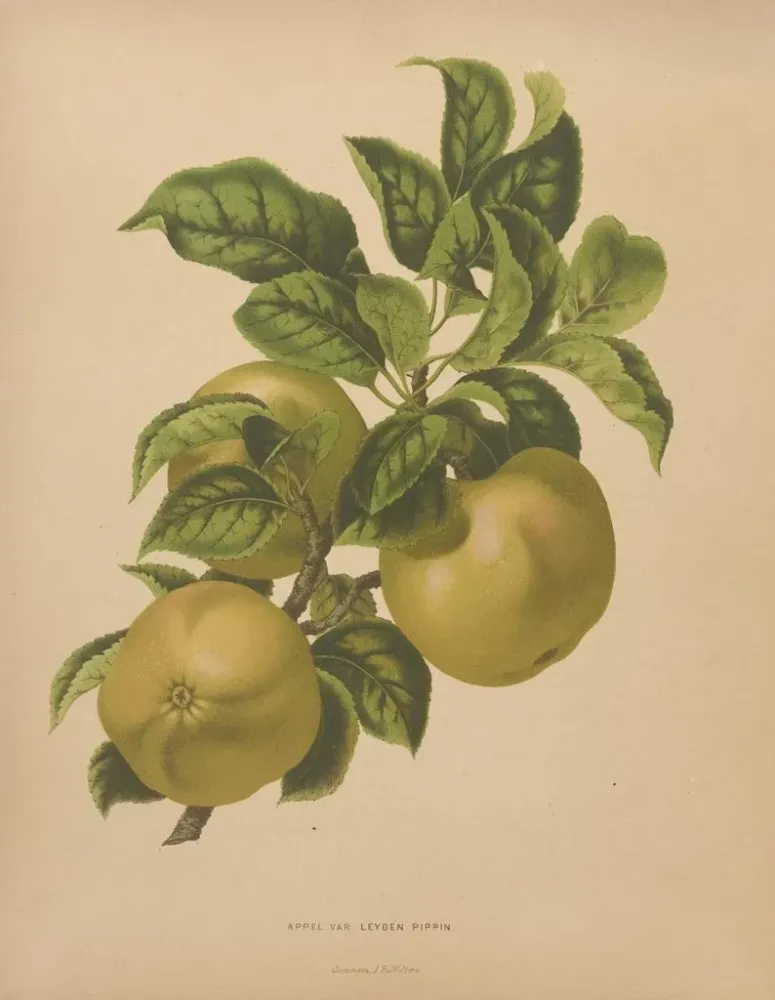 Obraz Flore hollandaise et Pomone PL67 - Abraham Jacobus Wendel | Druk artystyczny