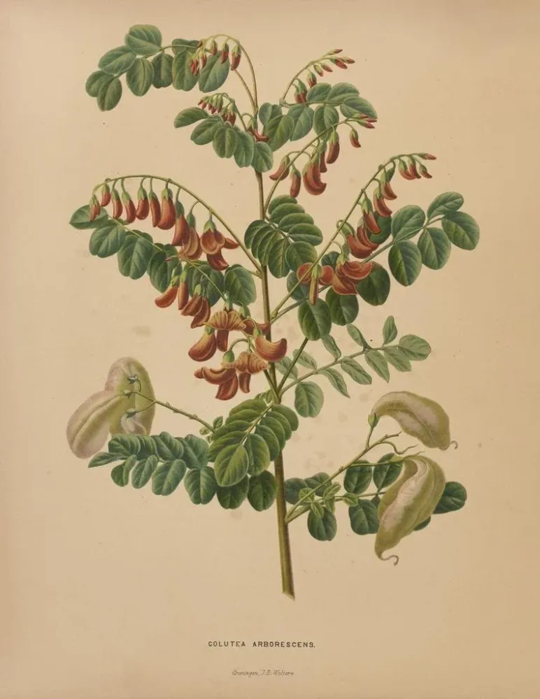 Obraz Flore hollandaise et Pomone PL73 - Abraham Jacobus Wendel | Druk artystyczny