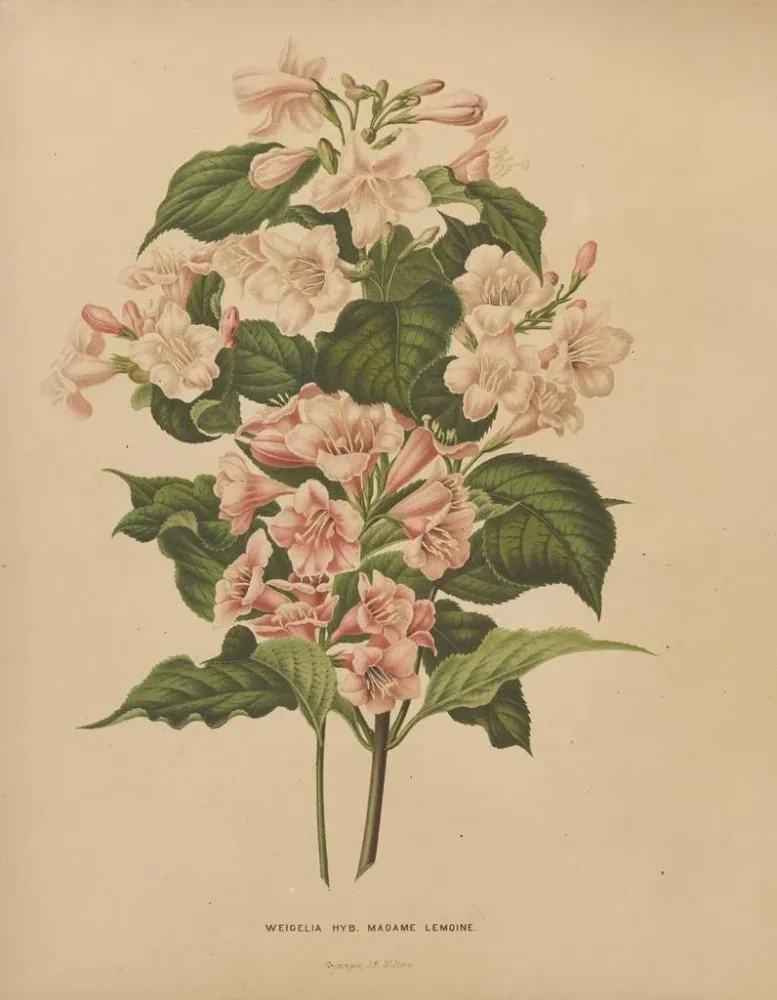 Obraz Flore hollandaise et Pomone PL74 - Abraham Jacobus Wendel | Druk artystyczny