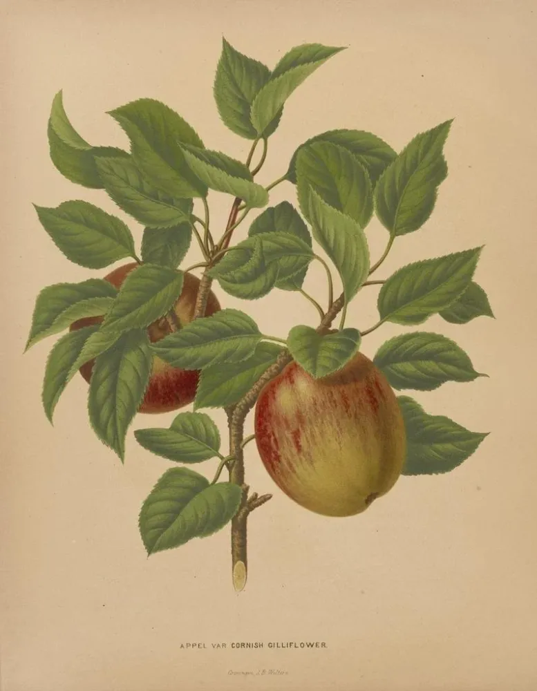 Obraz Flore hollandaise et Pomone PL75 - Abraham Jacobus Wendel | Druk artystyczny