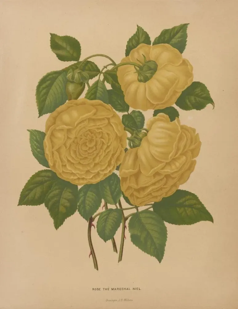 Obraz Flore hollandaise et Pomone PL80 - Abraham Jacobus Wendel | Druk artystyczny