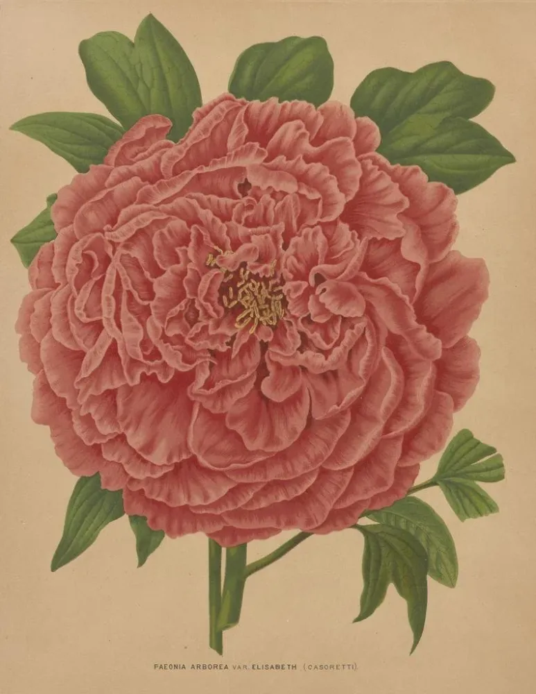 Obraz Flore hollandaise et Pomone PL81 - Abraham Jacobus Wendel | Druk artystyczny