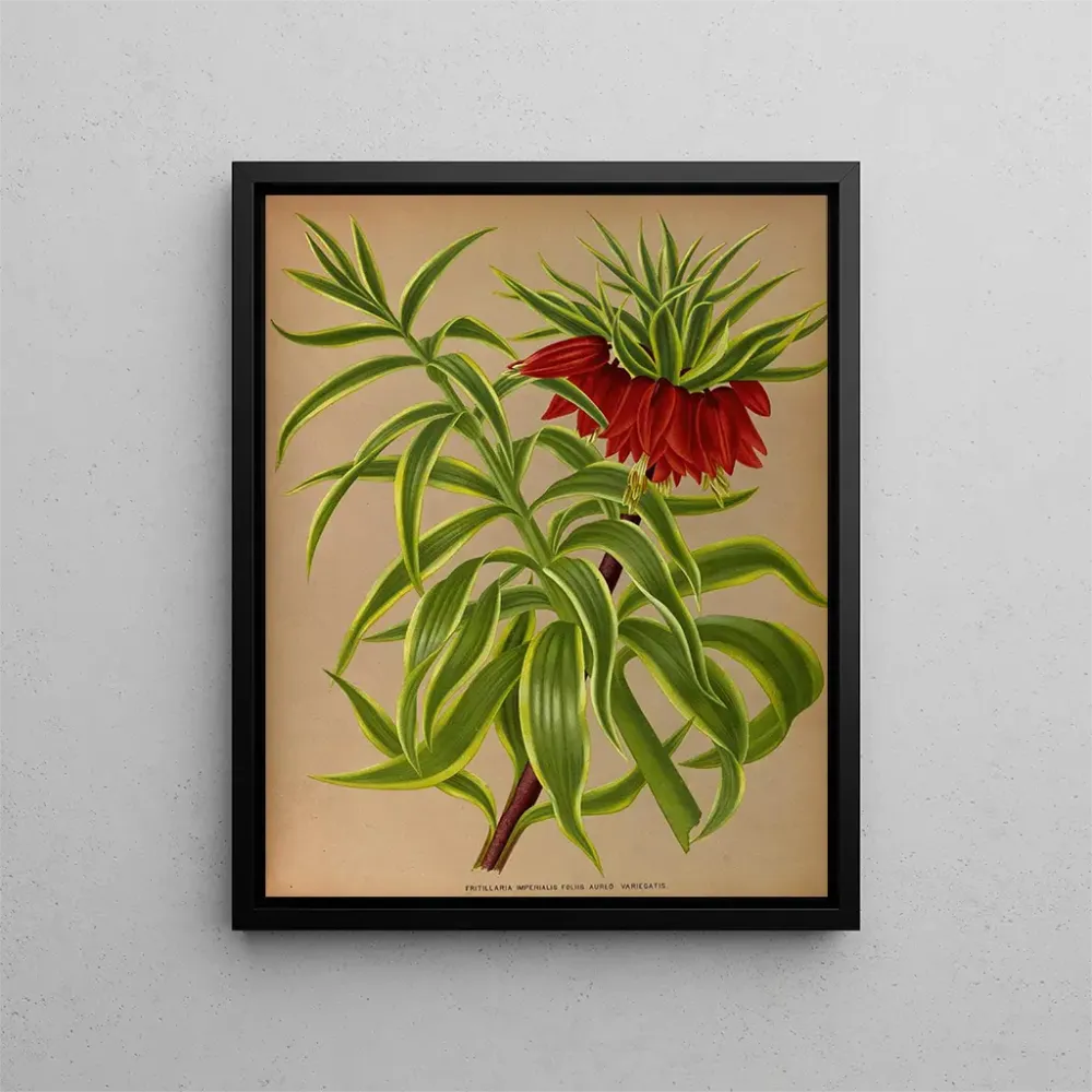 Obraz Fritillaria imperialis Złote liście panaché - Arentina Hendrica Arendsen | Druk artystyczny