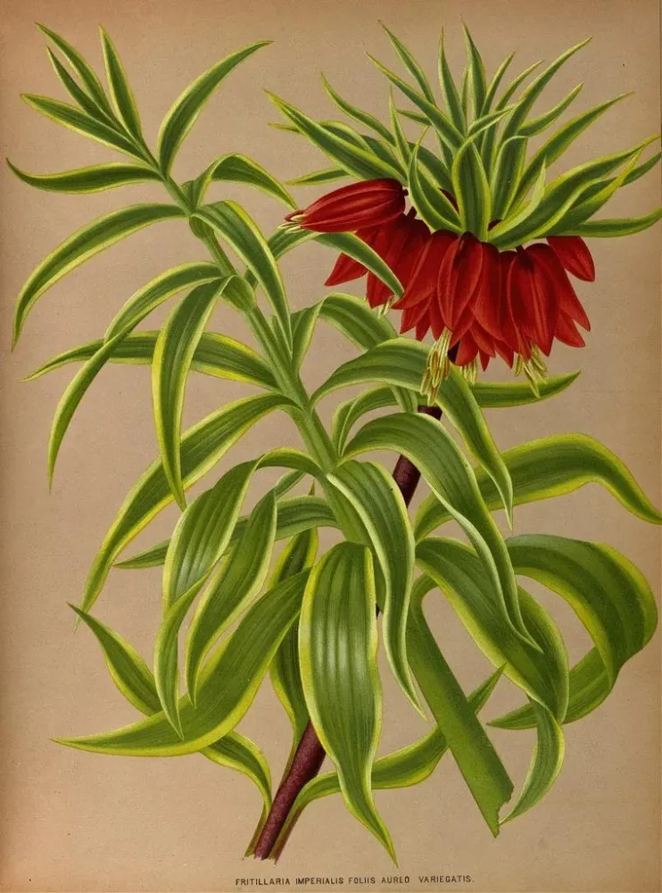 Obraz Fritillaria imperialis Złote liście panaché - Arentina Hendrica Arendsen | Druk artystyczny