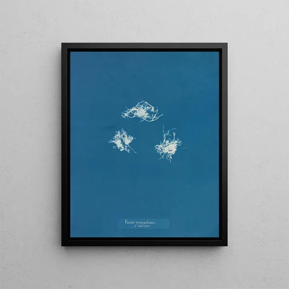 Obraz Fucus vesiculosus przeciw balticus - Anna Atkins | Druk artystyczny