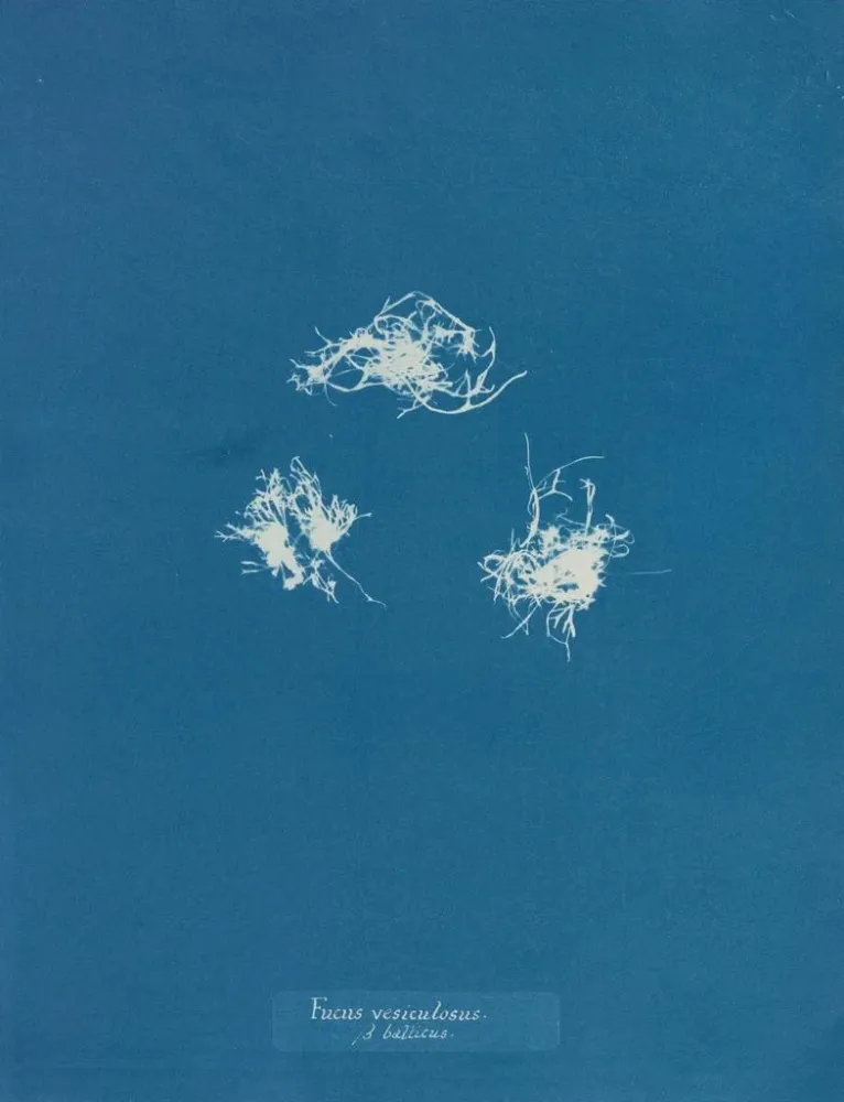Obraz Fucus vesiculosus przeciw balticus - Anna Atkins | Druk artystyczny