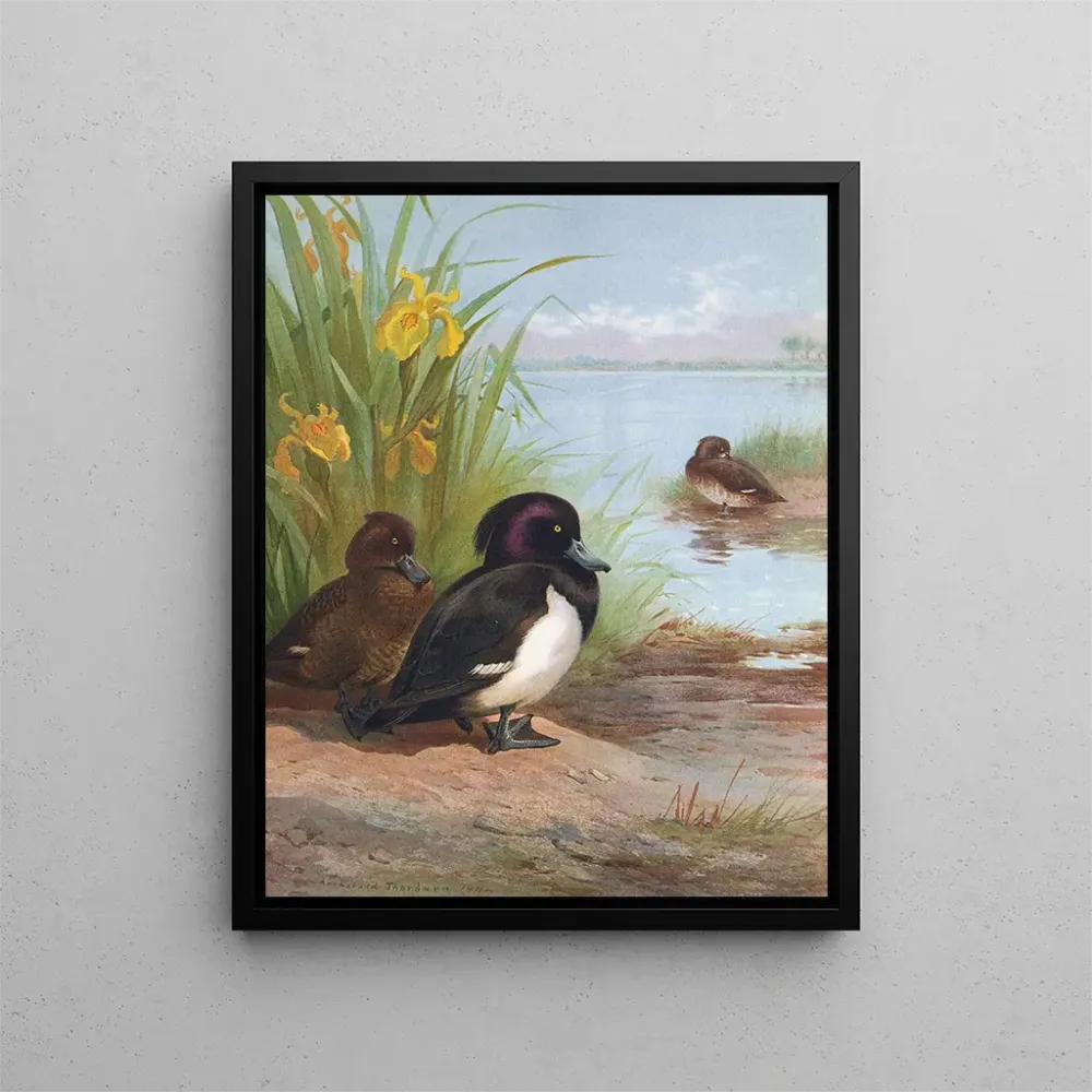 Obraz Fuligule morillon - Archibald Thorburn | Druk artystyczny