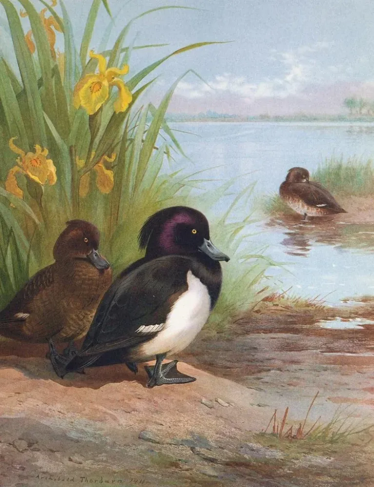 Obraz Fuligule morillon - Archibald Thorburn | Druk artystyczny