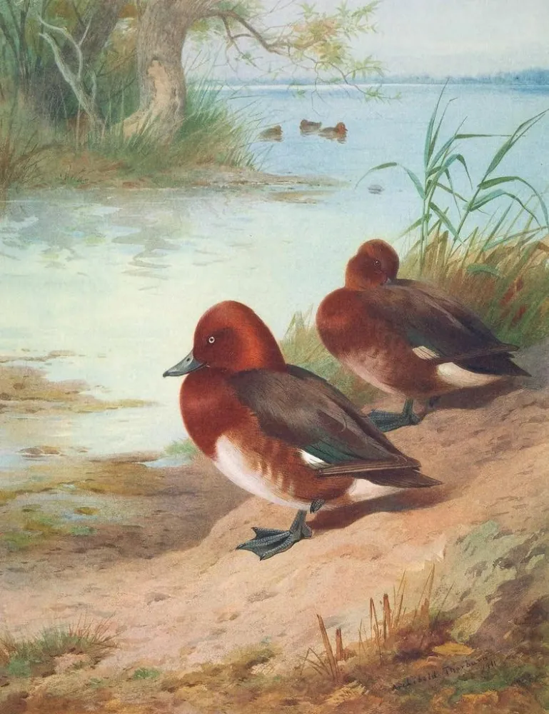 Obraz Fuligule nyroca - Archibald Thorburn | Druk artystyczny